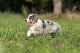 BERGER AUSTRALIEN PUPPIES 173